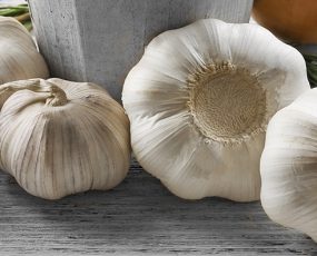 Garlic