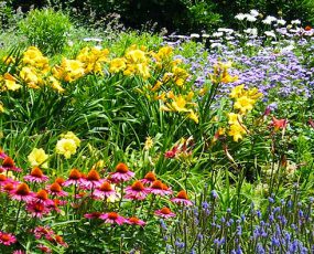 Miscellaneous Perennials