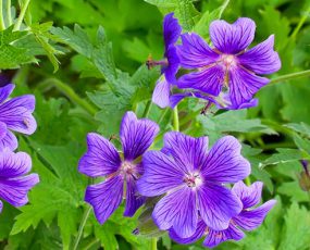 Geranium (Hardy Geraniums)