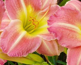 Hemerocallis (Daylily) Regular