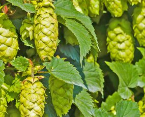 Hops