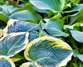 Hosta (Funkia or Plantain Lily)