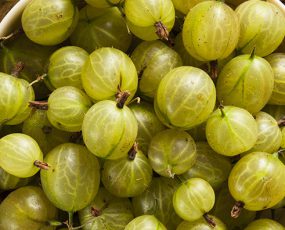 Miscellaneous Berries