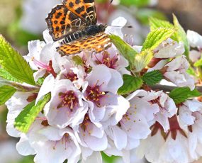 Miscellaneous Bareroot Shrubs