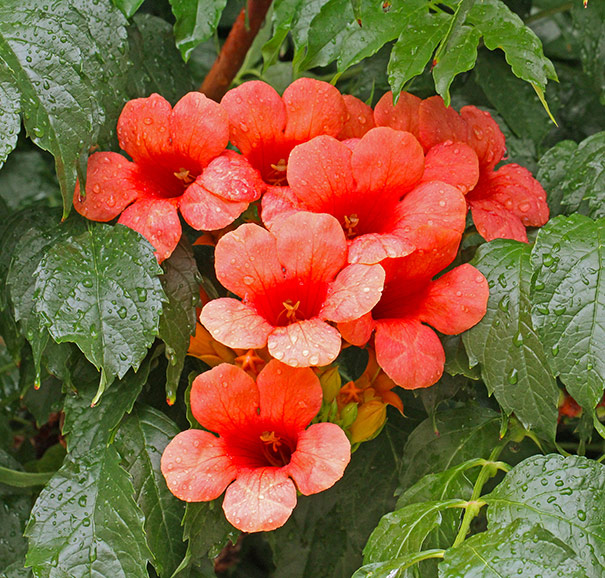 trumpet creeper vine orange degroot radicans campsis plant hummingbird common details