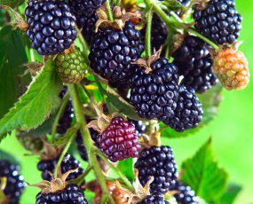 Arapho blackberries growing on a branch in various stages of ripeness