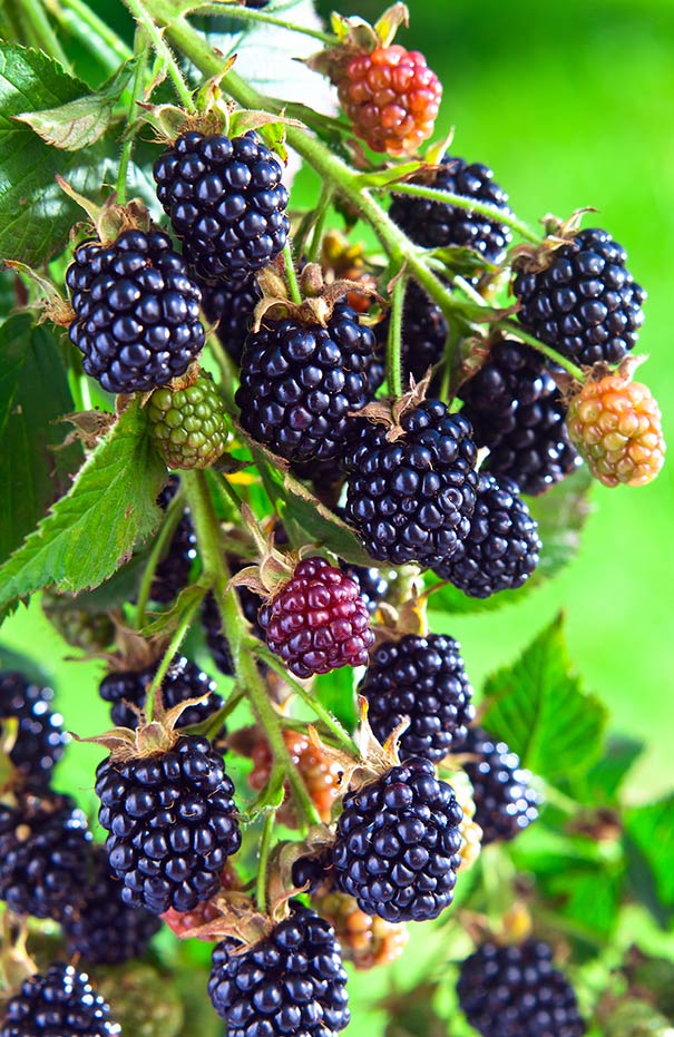 Arapho blackberries growing on a branch in various stages of ripeness
