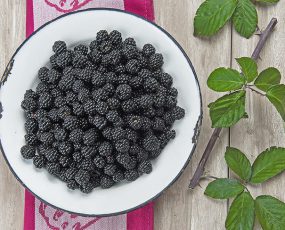 white metal antique bowl filled with Ebony King blackberries on a table with a pink runner