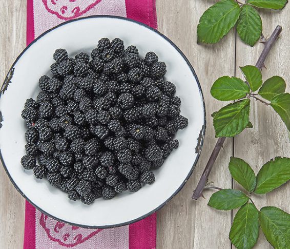 Ebony King Blackberry