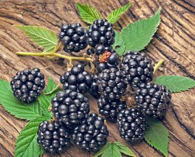 a small cut off branch of Navaho blackberries on an unfinished wood table