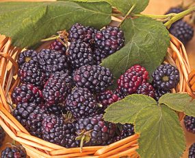Triple Crown blackberries in a wicker basket with a few leaves