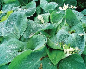Hosta sieboldiana 'Elegans'