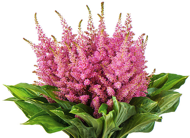 a bouquet of pink Astilbe Rheinland plumes wrapped with hosta leaves against a white background