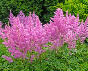 A group of pink Astilbe Rheinland with foliage in the front and tree foliage in the background