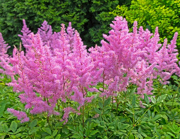 A group of pink Astilbe Rheinland with foliage in the front and tree foliage in the background