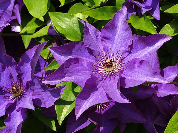 Clematis The President Degroot