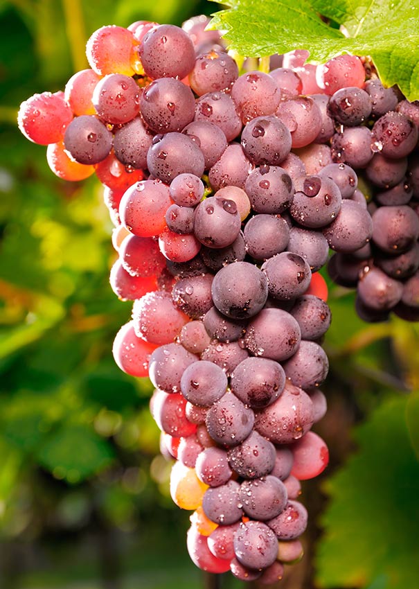 Grape 'Red Catawba' - Degroot