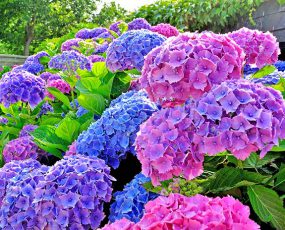 Hydrangea 'All Summer Beauty' macrophylla