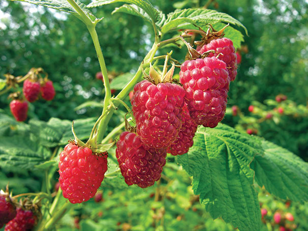 Heritage Raspberry Bush  Enjoy Red Raspberries At Home - PlantingTree