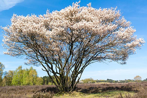 Resultado de imagen de Amelanchier canadensis