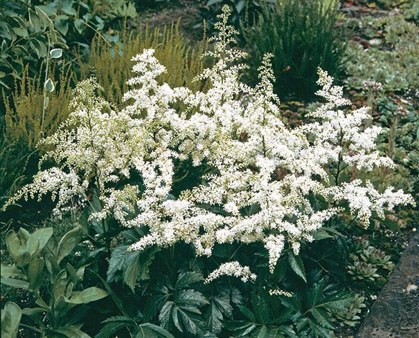 white astilbe with dark green serrated foliage in the landscape