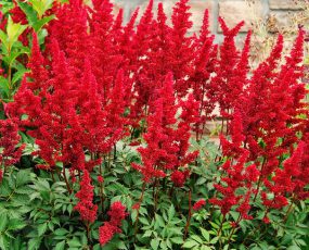 Groups of bright red Astilbe Fanal in front of a stone wall