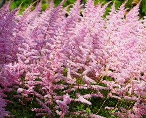 Rows of light pink Astilbe Finale plumes in a field
