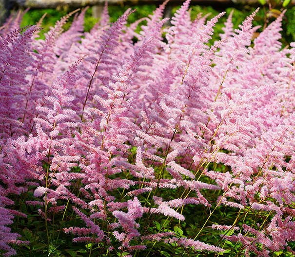 Rows of light pink Astilbe Finale plumes in a field