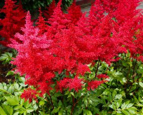 A group of red Astilbe Glow plumes with medium green serrated foliage