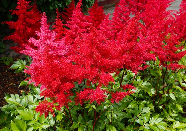 A group of red Astilbe Glow plumes with medium green serrated foliage