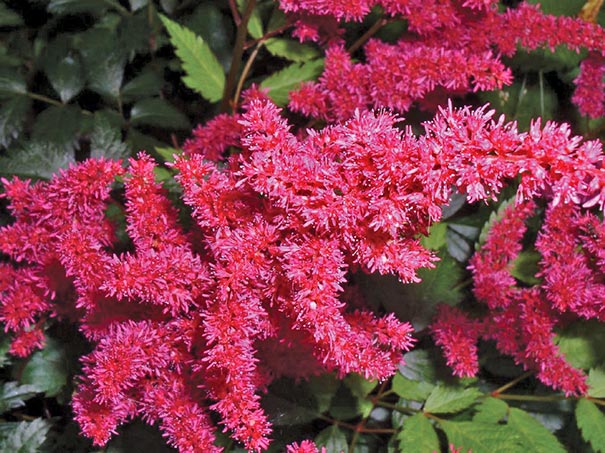close up of Astilbe Glow with tiny pink blossoms