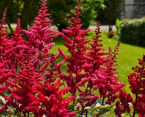Close up of Astilbe Red Cattleya with red plumes and a faded landscape in the background