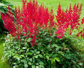 A mound of bright red Astilbe Spinell in a grassy area
