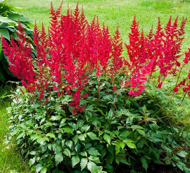 A mound of bright red Astilbe Spinell in a grassy area