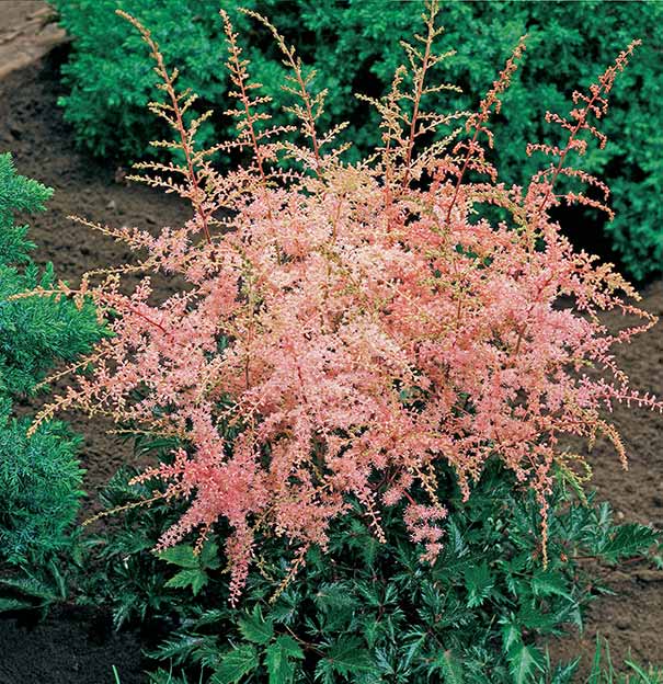 peach colored astilbe with green serrated foliage in the landscape
