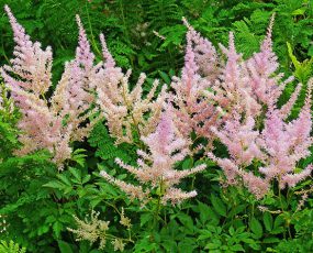 light pink astilbe with medium green foliage