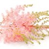 A branch of astilbe beginning to blossom pink against a white background