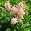 pale pink astilbe blossoms against green foliage