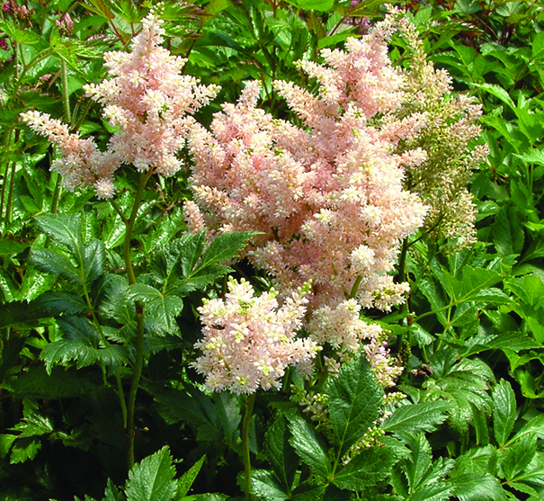 Astilbe Simplicifolia Sprite Degroot