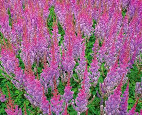 LavendGroup of Superba Astilbe plumes fading into bright pink at the tips
