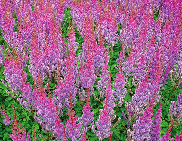LavendGroup of Superba Astilbe plumes fading into bright pink at the tips