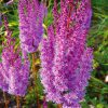 Close up of 3 Superba Astilbe with lavender to pink plumes of tiny flowers