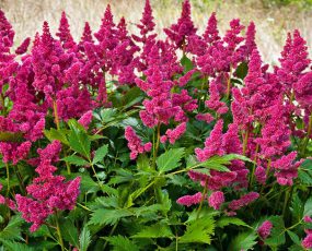 Astilbe Veronica Klose with tall fuschia plumes atop green foliage with a field in the background