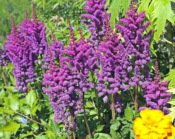 A group of purple to pink Astilbe Visions plumes with voliage in the background