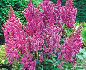 A group of Astilbe Visions with pink plumes and faded landscape background