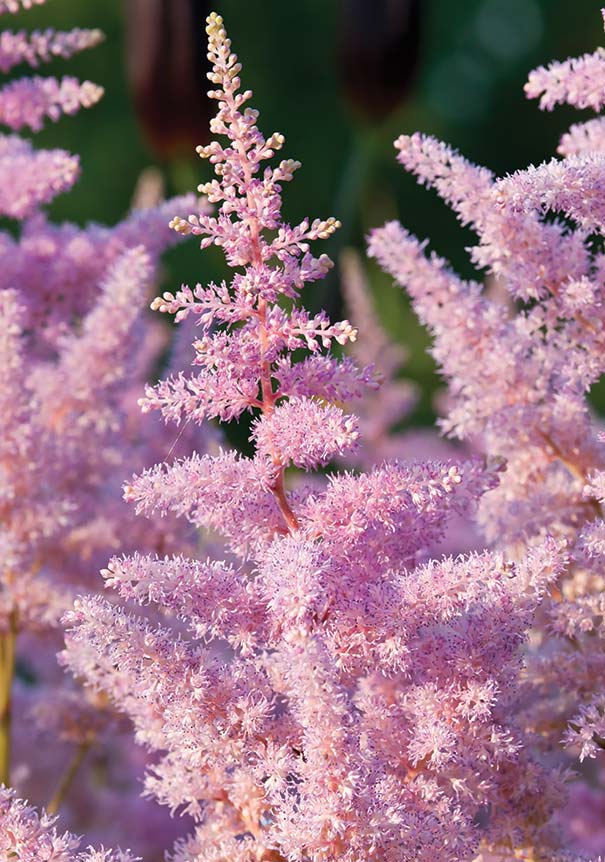 Close up of pink Astilbe plumes