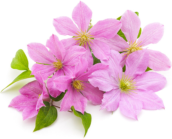 6 pink clematis with a few stems of foliage against a white background