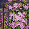 Comtesse de Bouchard clematis climbing and covering a rod iron fence