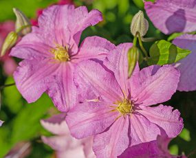 2 Comtesse de Bouchard clematis blossoms with a faded background of green foliage