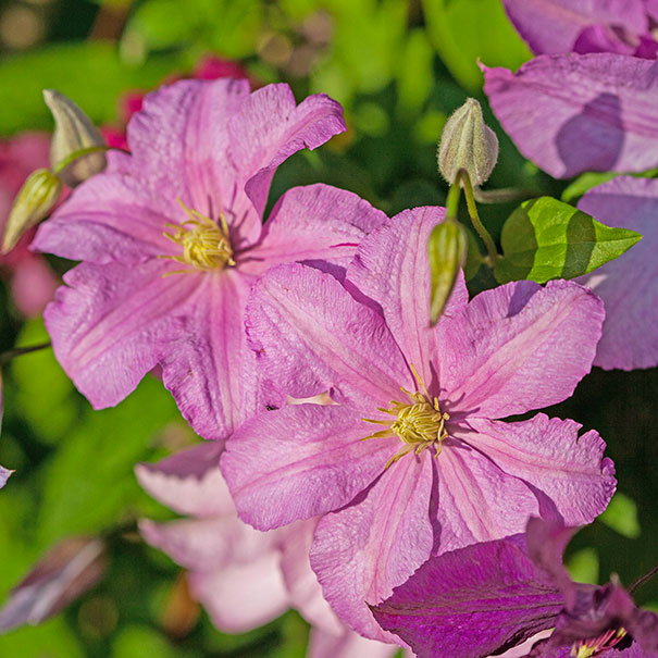 2 Comtesse de Bouchard clematis blossoms with a faded background of green foliage